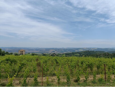 Biondi Santi -  Tenuta Greppo wijngaard Montalcino